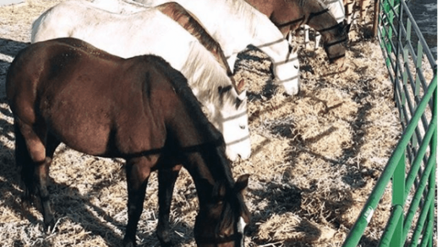 pack-horses-green-panels-870x490-1-300x169.png